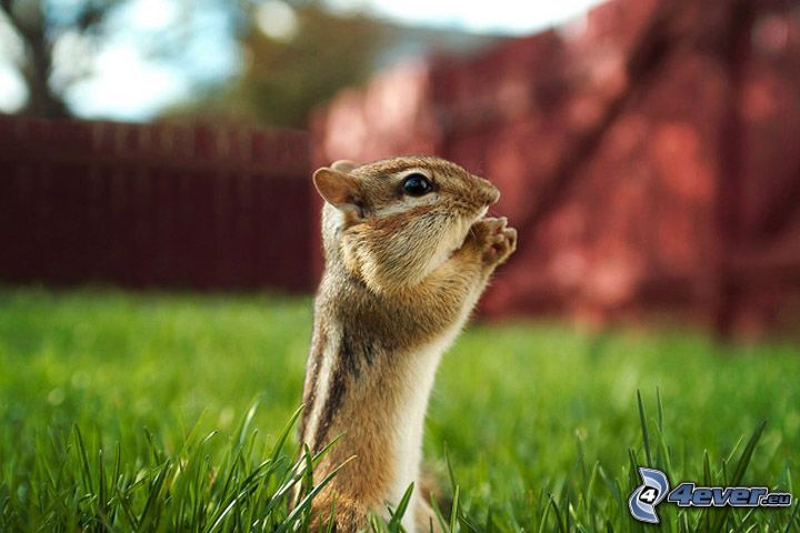 écureuil dans l'herbe