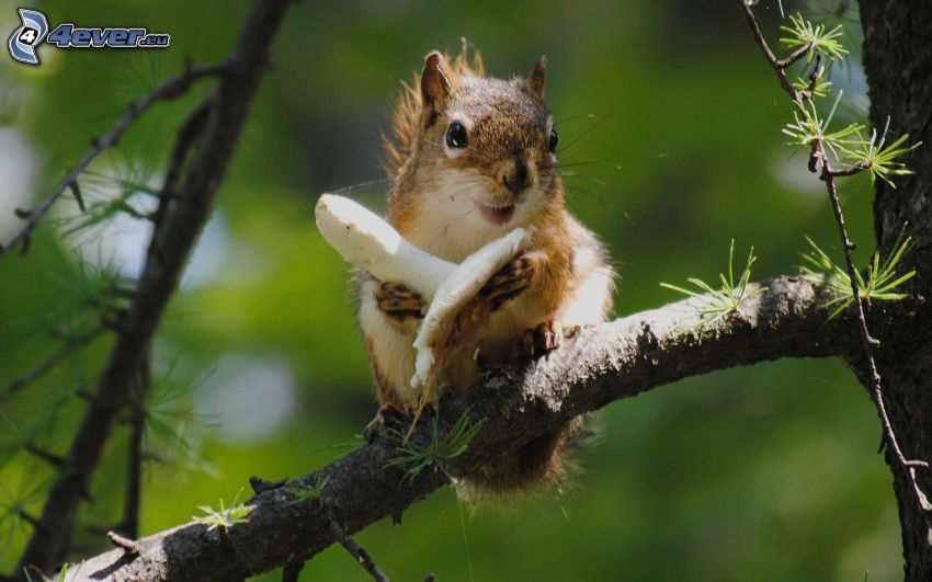 écureuil dans un arbre, champignon