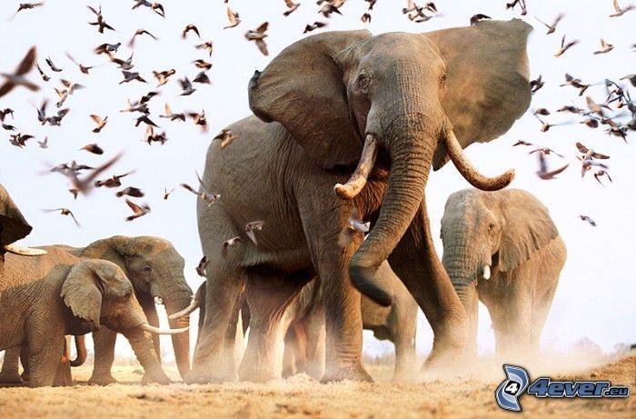 éléphants, oiseaux, Afrique