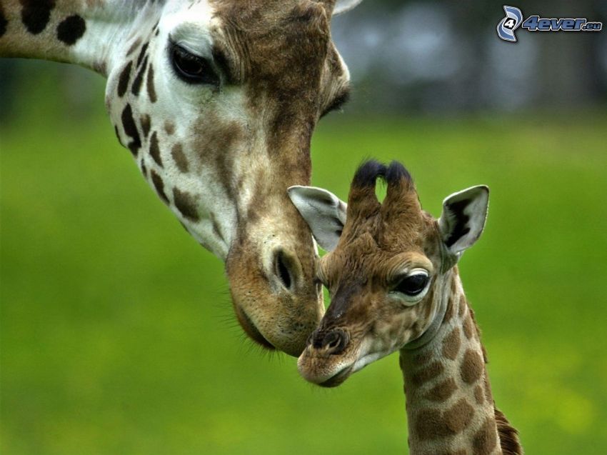 famille de girafe