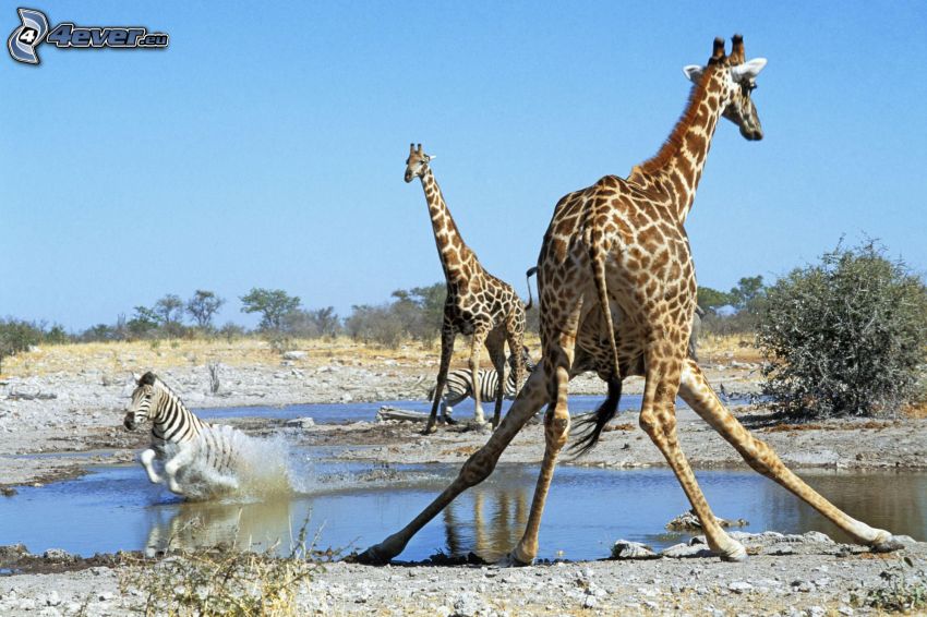 girafe, éclaboussure, désert, ciel, zèbre