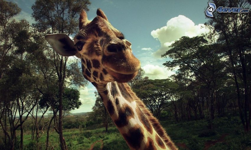 girafe, regard