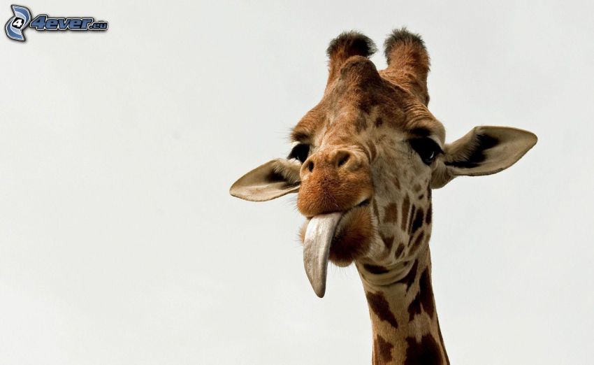 girafe, tête, langue tiré