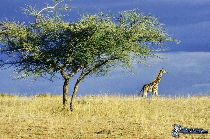 Girafe dans le désert, buisson