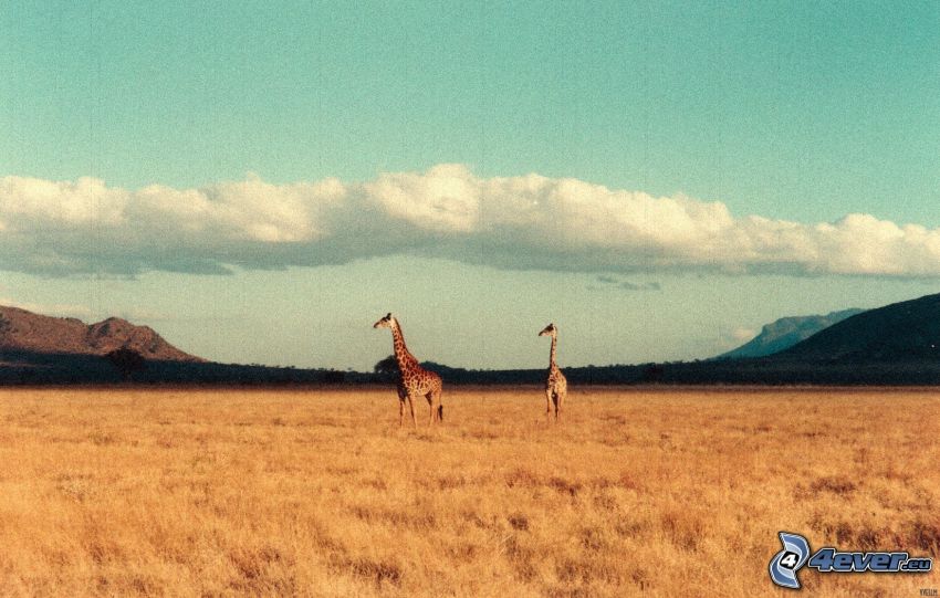 Girafe dans le désert, girafes, champ, nuages