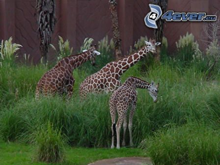 girafes, animaux, nature, liberté