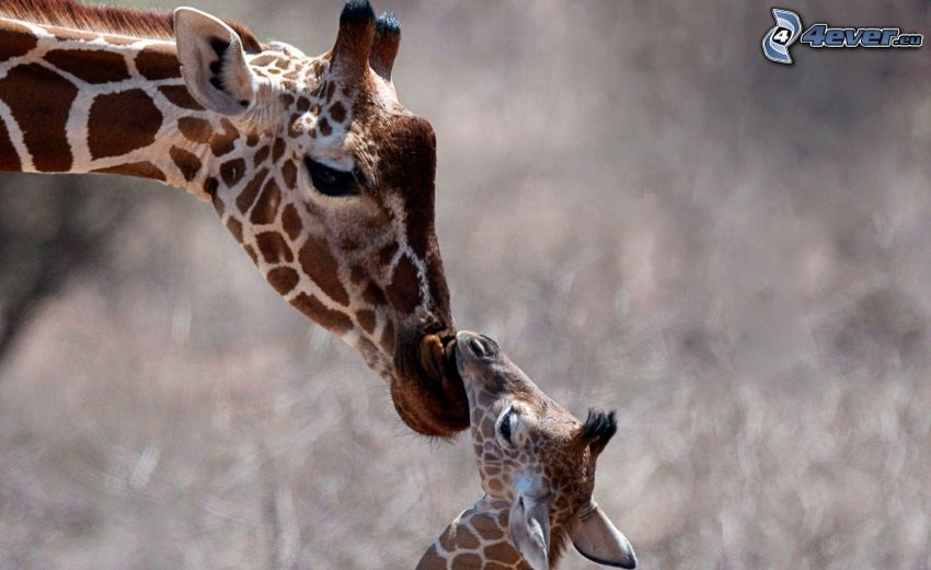 girafes, jeune de girafe