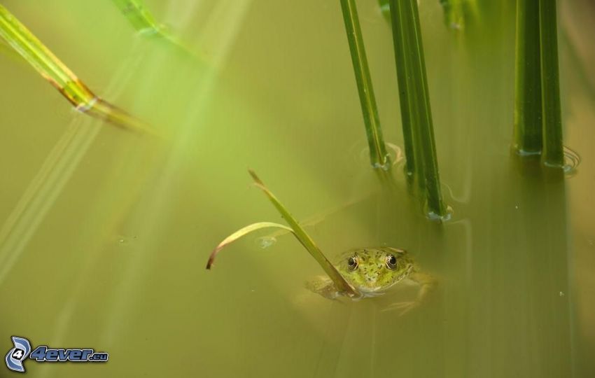 grenouille, eau, l'herbe