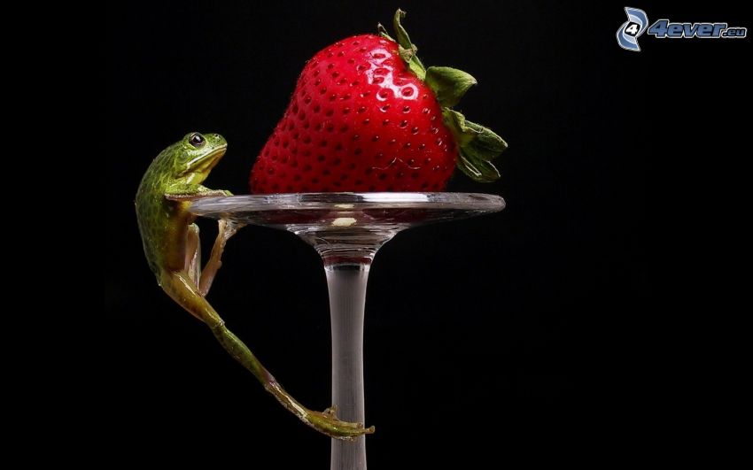 grenouille, fraise, tasse