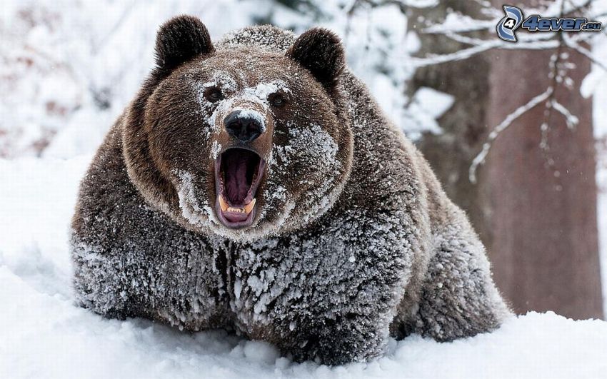 grizzli, rugir, neige