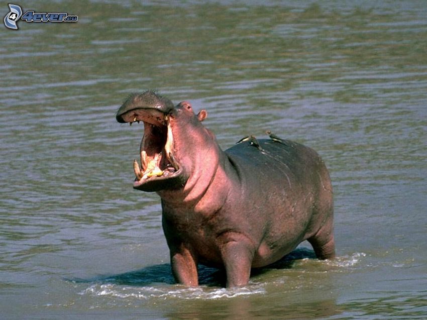 hippopotame, bâillement