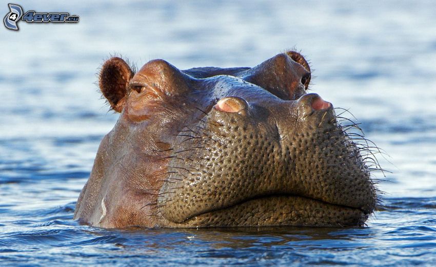 hippopotame, eau