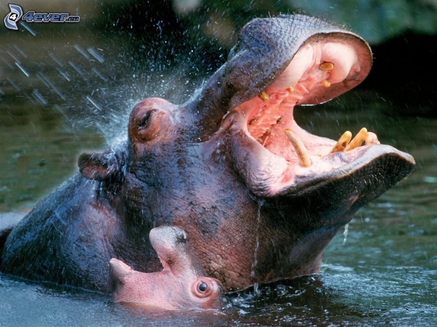 Hippos, jeune