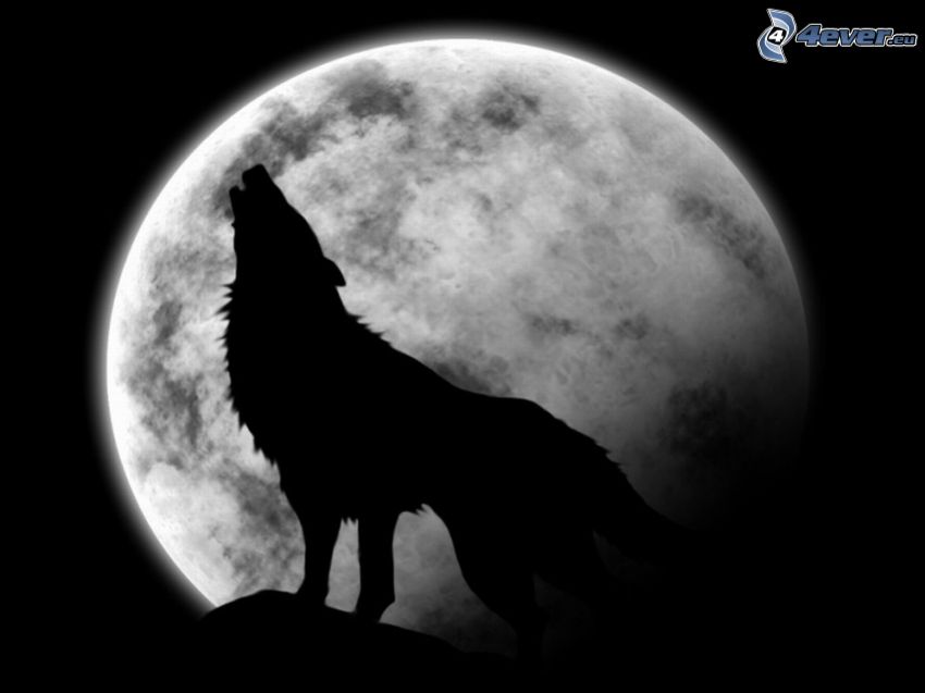 hurlement du loup, Lune, silhouette d'un loup