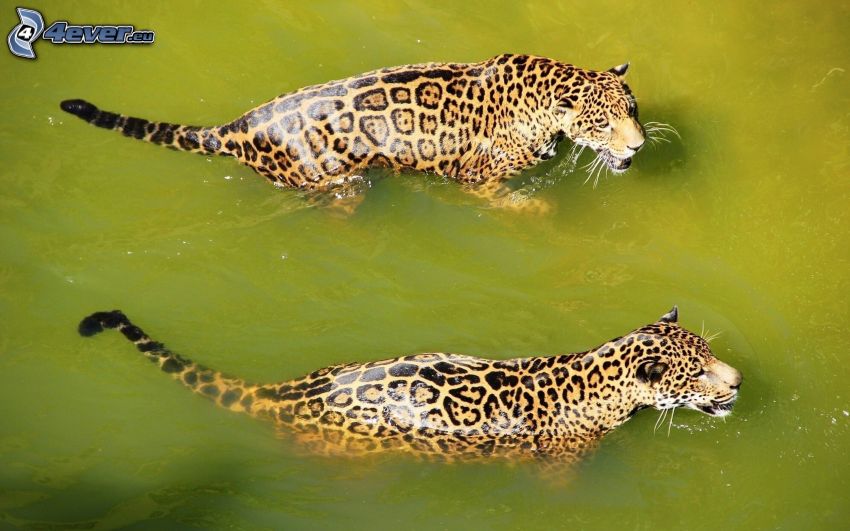 jaguar, eau