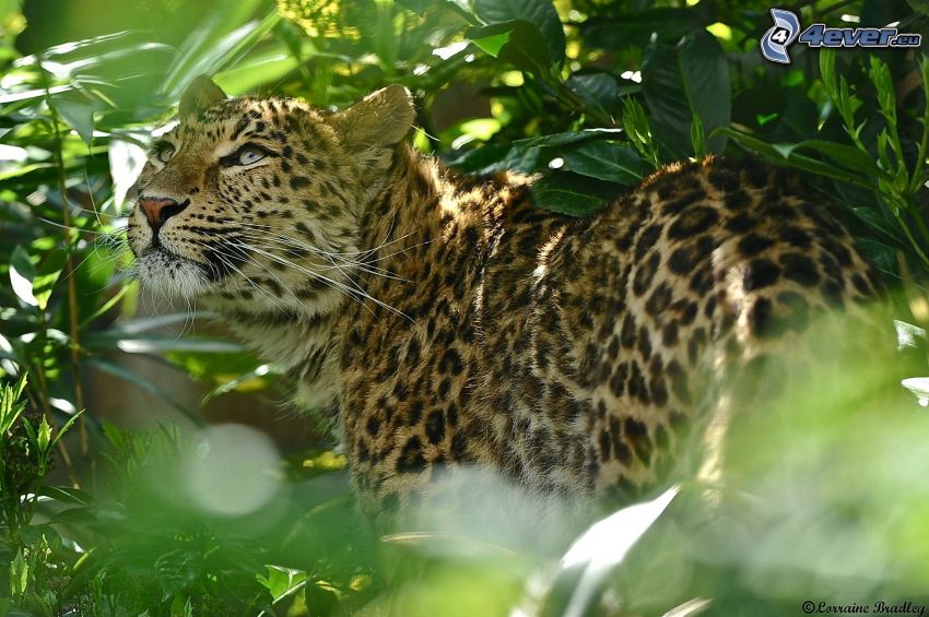 jaguar, feuilles vertes