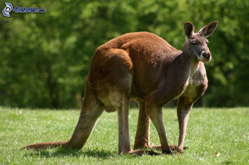 kangourou, pelouse