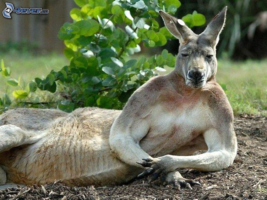 kangourou, repos