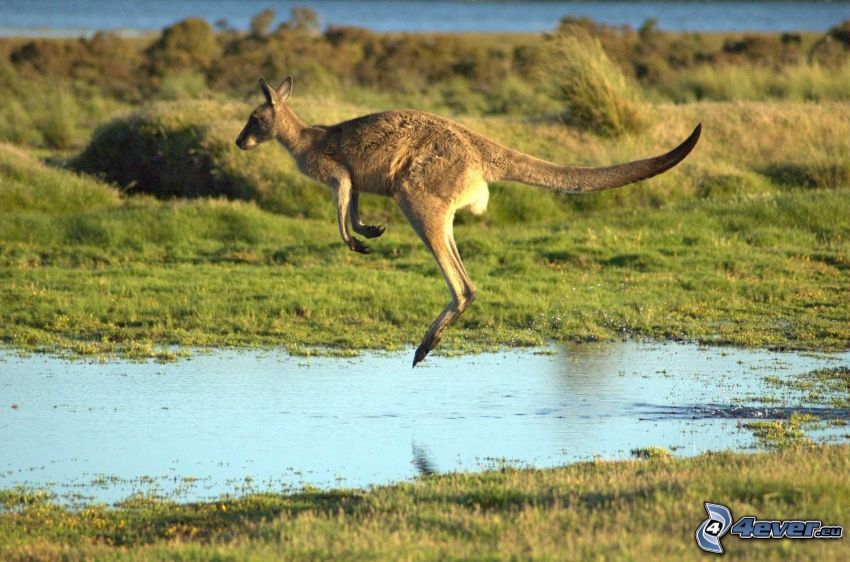 kangourou, saut, éclaboussure
