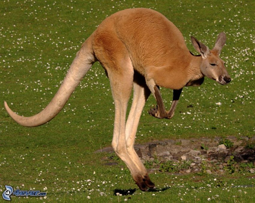 kangourou, saut