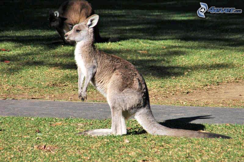 kangourou cub, l'herbe