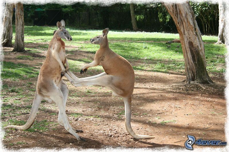 kangourous, parc