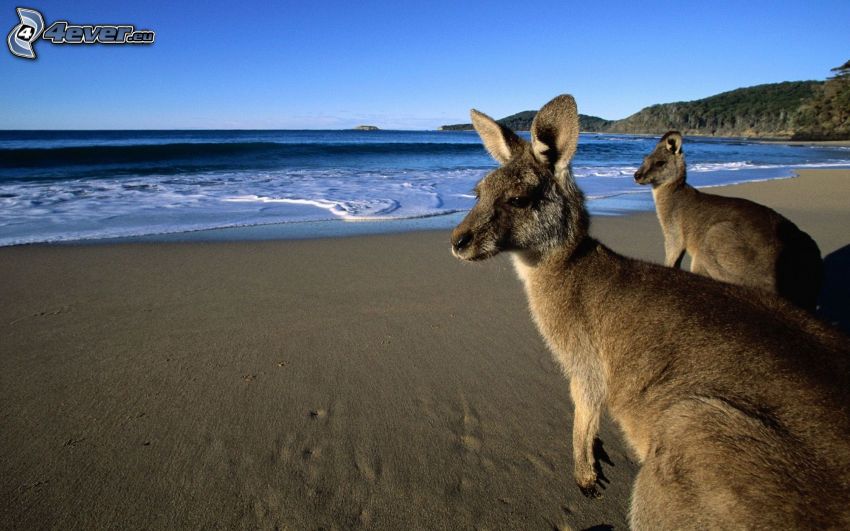 Kangourous, plage de sable, mer