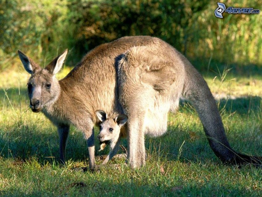 kangourous