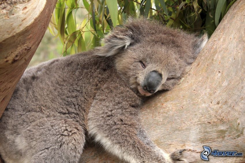 koala, dormir