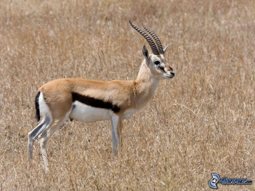 la gazelle, herbe sèche