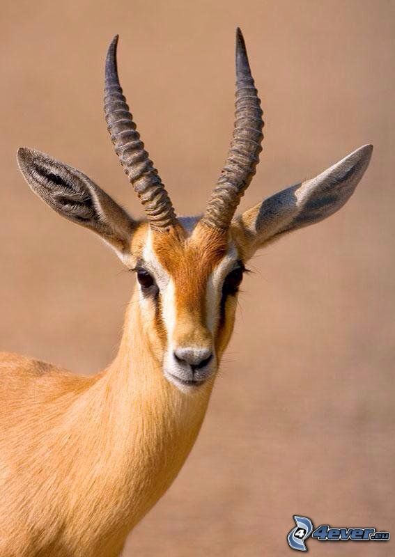 la gazelle
