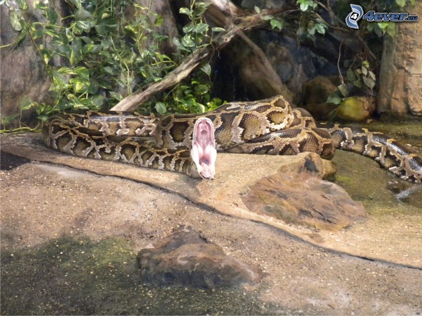 le python, serpent