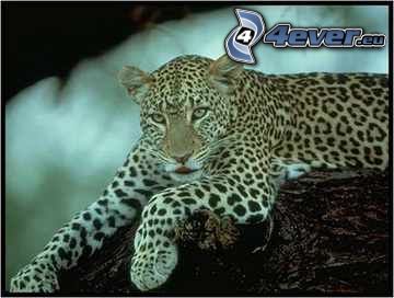 léopard, animal