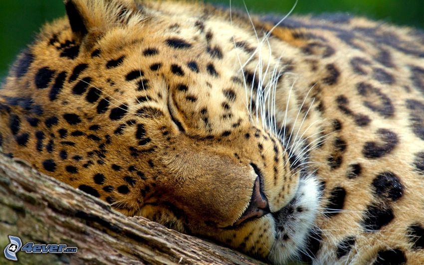 léopard, dormir