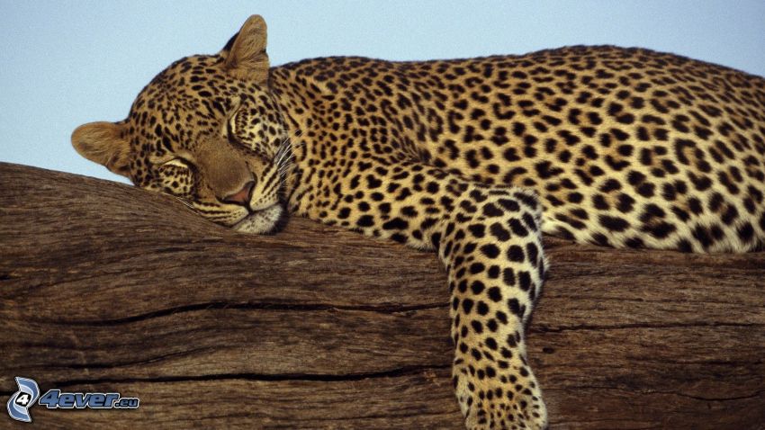 léopard, dormir