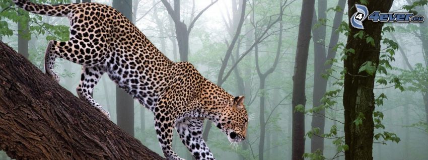 léopard, forêt