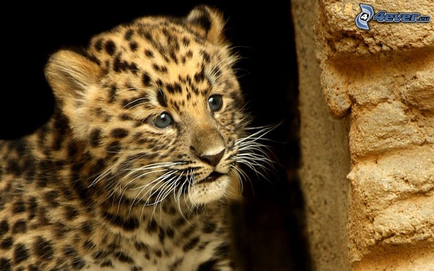 léopard, jeune