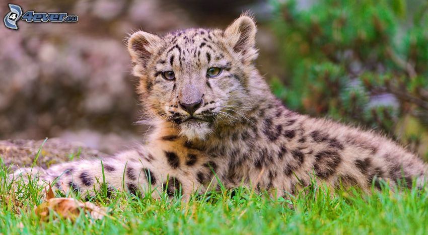 léopard, jeune