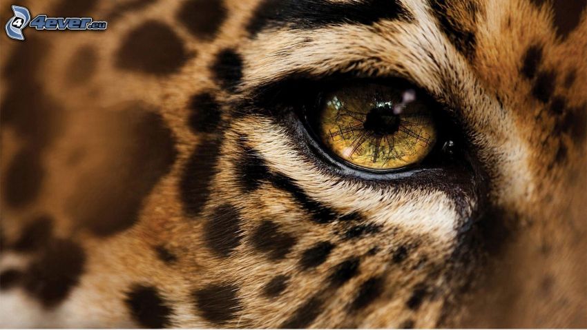 léopard, œil de la bête