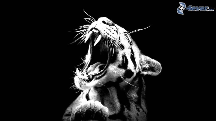 léopard, rugir, photo noir et blanc