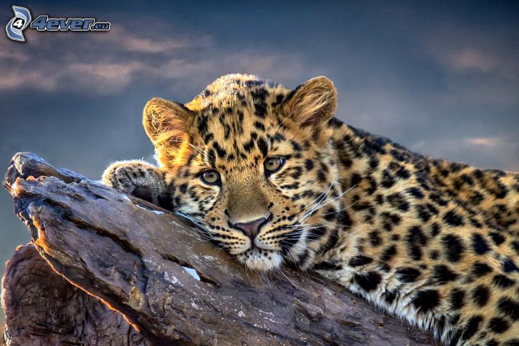 léopard, tronc