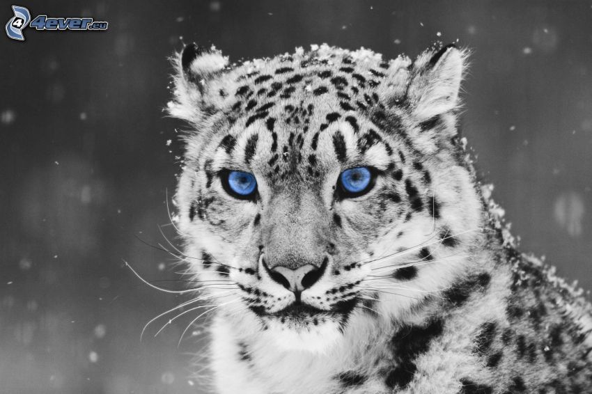 léopard, yeux bleus, neige