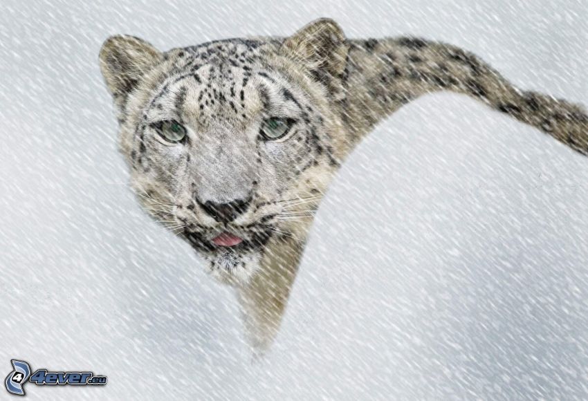 léopard des neiges, chute de neige