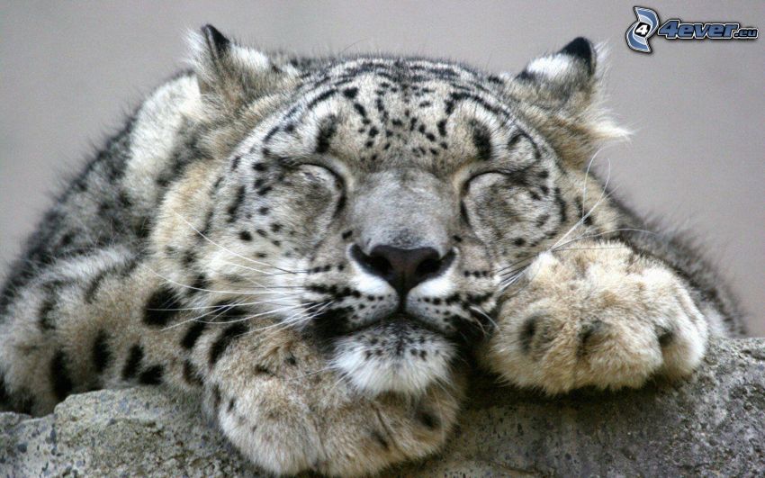 léopard des neiges, dormir
