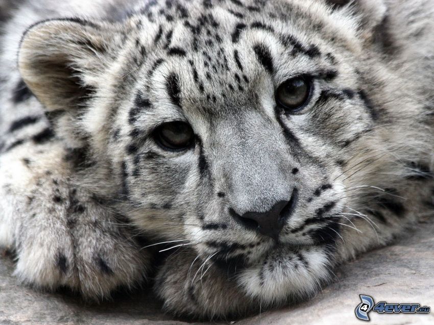 léopard des neiges, jeune