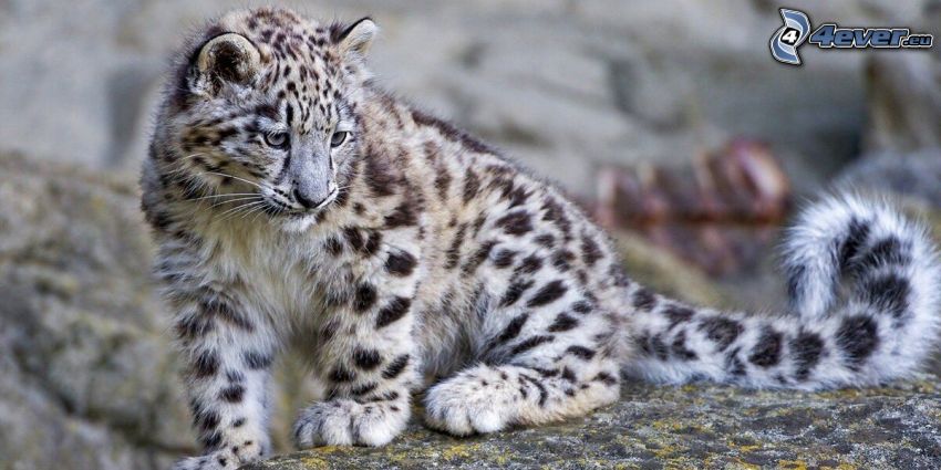 léopard des neiges, regard
