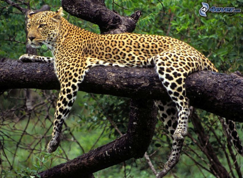 léopard sur un arbre