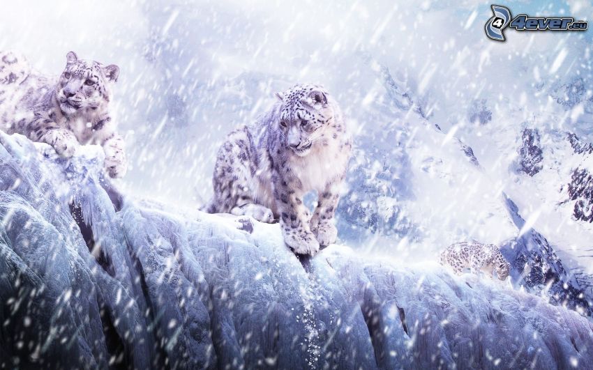 léopards des neiges, chute de neige