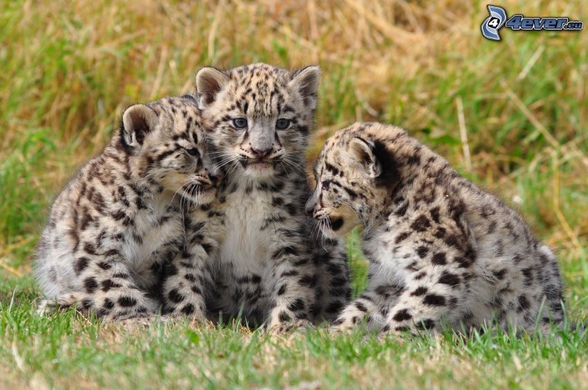 léopards des neiges, jeunes