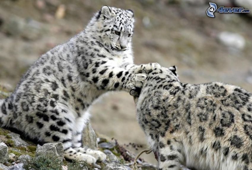 léopards des neiges